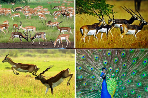 chermeria animals