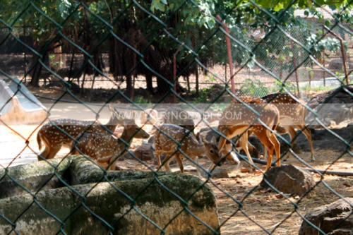 taptapani deer park
